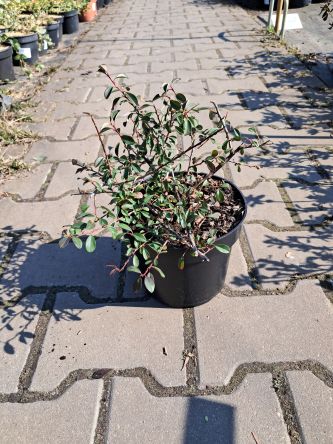 Cotoneaster Radicans 'Eichholz' - Irga Rozesłana - C2