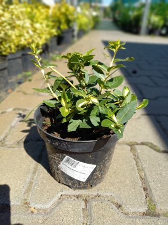 Euonymus Fortunei 'Sunspot' - Trzmielina Fortune'a - C1,5