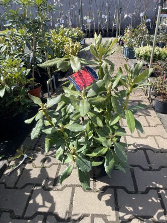 Rododendron 'Nova Zembla' - Rododendron - C7,5