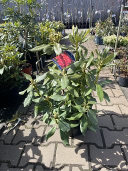Rododendron 'Nova Zembla' - Rododendron - C7,5