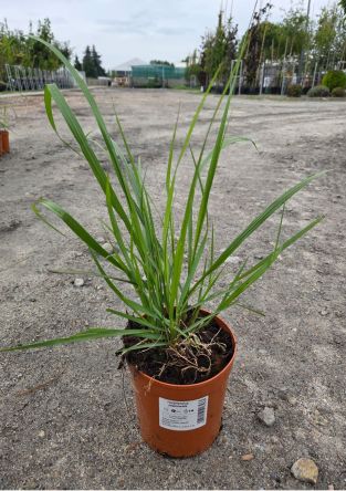 Pennisetum Alopecuroides 'Black Beauty' - Rozplenica Japońska - C2