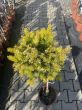 Picea Omorica 'Peve Tijn' - Świerk Serbski - Forma Pienna 80cm - 2