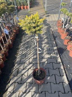 Picea Omorica 'Peve Tijn' - Świerk Serbski - Forma Pienna 80cm