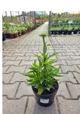Echinacea Purpurea 'Meditation Cersie' - Jeżówka Purpurowa - C2