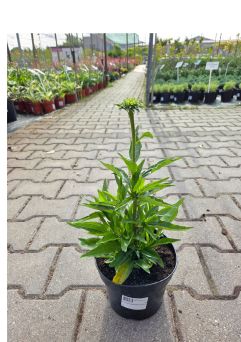Echinacea Purpurea 'Meditation Cersie' - Jeżówka Purpurowa - C2