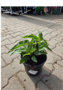 Echinacea Purpurea 'Delicious Candy' - Jeżówka Purpurowa - C2