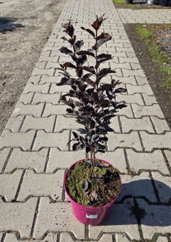 Lagerstroemia 'Crimson Red' - Bez Południa - C4