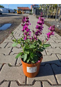 Salvia Nemerosa 'Marvel Rose' - Szałwia Omszona - C2