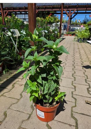 Monarda x Hybrida 'Bee-Merry' - Pysznogłówka - C2