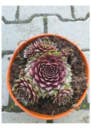 Sempervivum Hybridum 'Lacerta' - Rojnik ogrodowy - P14