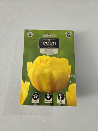 VG - TULIPAN YELLOW POMPONETTE