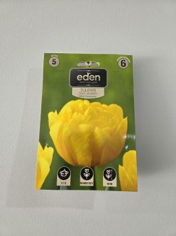 VG - TULIPAN YELLOW POMPONETTE