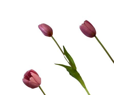 TULIPAN POJEDYNCZY GUMA 40CM - CH12520930LV