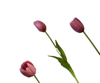 TULIPAN POJEDYNCZY GUMA 40CM - CH12520930LV