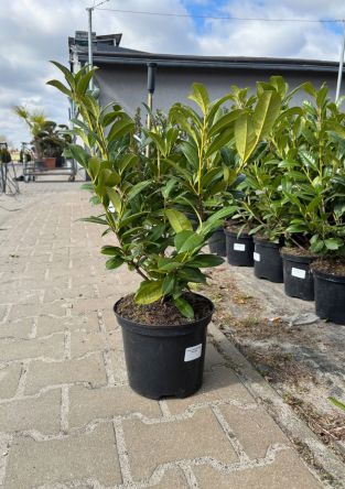 Prunus Laurocerasus ‘Antonius’ – Laurowiśnia Wschodnia – C5