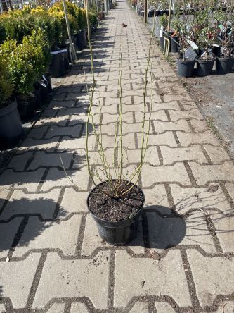 Vaccinium Corymbosum 'Brigitta' - Borówka Amerykańska - C2/C3