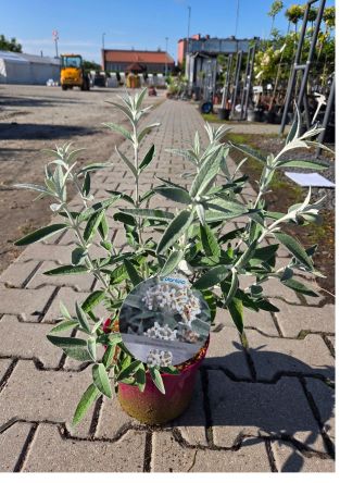 Budleja Davidii ‘Silver Anniversary’ – Budleja Dawida – C3