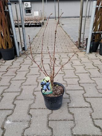 Jagoda Kamczacka 'Czelabinka' - Lonicera Kamtchatica - C2/C3
