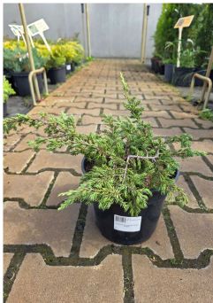 Juniperus Communis ‘Green Carpet’ – Jałowiec Pospolity – C3