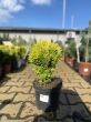 Thuja Occidentalis 'Mirjam' - Żywotnik Zachodni - C3 - 2