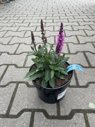 Salvia Nemerosa 'Midnight Rose' - Szałwia Omszona - C2
