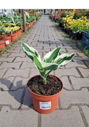 Hosta 'Patriot' - Funkia - C2
