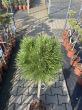 Pinus Nigra 'Summer Breeze' - Sosna Czarna - Forma Pienna 90cm - 2