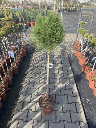 Pinus Nigra 'Summer Breeze' - Sosna Czarna - Forma Pienna 90cm