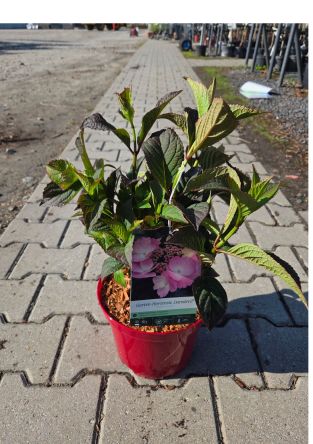 Hydrangea Serrata ‘Daredevil’ – Hortensja Piłkowana – C4