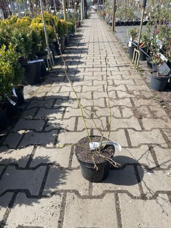 Vaccinium Corymbosum 'Elisabeth' - Borówka Amerykańska - C2/C3