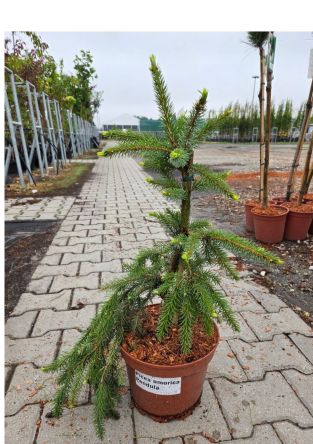 Picea Omorica 'Pendula' - Świerk Serbski - C5