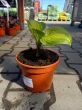 Hosta 'Lakeside Banana Bay' - Funkia - C2 - 2