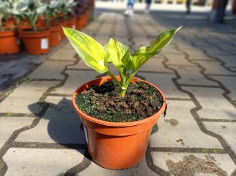 Hosta 'Lakeside Banana Bay' - Funkia - C2