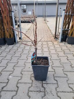 Brzoskwinia Kolumnowa Czerwonolistna - C5