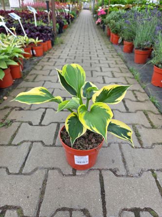 Hosta 'Twilight' - Funkia - C2