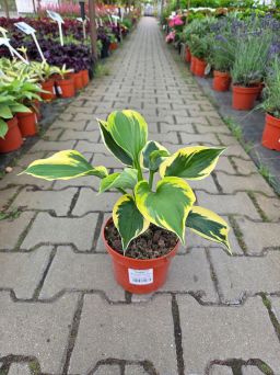 Hosta 'Twilight' - Funkia - C2