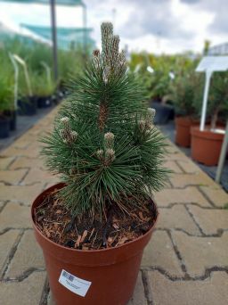 Pinus Thunbergii 'Thunderhead' - Sosna Thunberga - C5