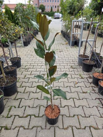 Magnolia 'Gallissomniere' - Magnolia - C3