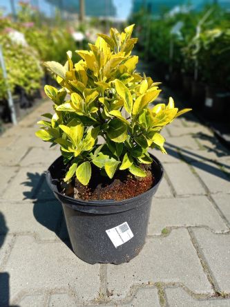 Euonymus Fortunei 'Aureus' - Trzmielina Fortune'a - C5