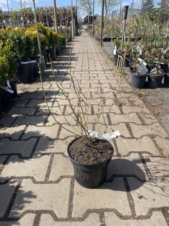 Vaccinium Corymbosum 'Bluegold' - Borówka Amerykańska - C2/C3
