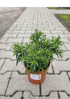 Aster Dumosus 'Alpha Light Pink' - Aster Krzaczasty - C2