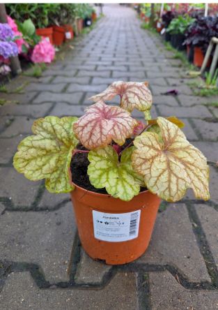 Heuchera ‘Champagne’ – Żurawka – C2