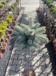 Picea Pungens 'Glauca Globosa' -Świerk Kłujący -  Forma Pienna 90cm - 2