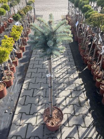 Picea Pungens 'Glauca Globosa' -Świerk Kłujący -  Forma Pienna 90cm