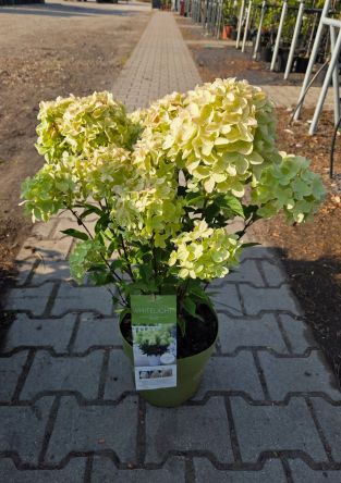 Hydrangea Paniculata ‘Whitelight’ – Hortensja Bukietowa – C5