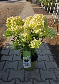 Hydrangea Paniculata ‘Whitelight’ – Hortensja Bukietowa – C5
