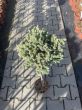 Juniperus Squamata 'Blue Star' - Jałowiec Łuskowaty - Forma Pienna 80/100CM - 2