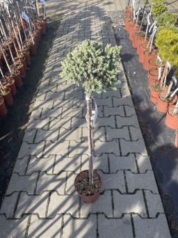 Juniperus Squamata 'Blue Star' - Jałowiec Łuskowaty - Forma Pienna 80/100CM