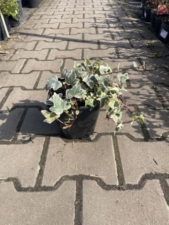 Hedera Helix 'Goldchild' - Bluszcz Pospolity - C2