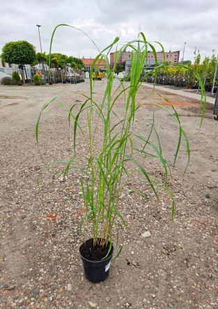 Miscanthus Siensis ‘Memory’ – Miskant Chiński – C3